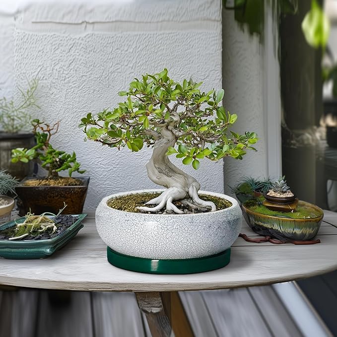 Succulent Planters 10 Inch - Ceramic Bonsai Pots with Drainage Hole and Saucer, Large Succulent Pots Indoor, Shallow Planter, Round Bowl Planter Outdoor, Patio Decor, Plant Lover Gift, Green