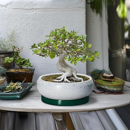 Succulent Planters 10 Inch - Ceramic Bonsai Pots with Drainage Hole and Saucer, Large Succulent Pots Indoor, Shallow Planter, Round Bowl Planter Outdoor, Patio Decor, Plant Lover Gift, Green