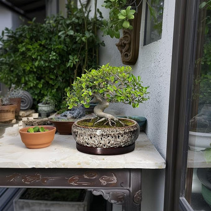 Bonsai Pots - 8 Inch Ceramic Pots for Plants with Drainage Hole and Saucer, Round Succulent Pot, Bonsai Planters Indoor Outdoor, Shallow Planter Bowl, Patio Decor, Gardening Gift, White