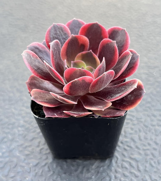 Sprout N Green Aeonium 'Superbang', Rare Live Succulent Plant Fully Rooted in 2" Planter with Soil, Home Office Indoor Outdoor Wedding Decoration DIY Projects Party Favor