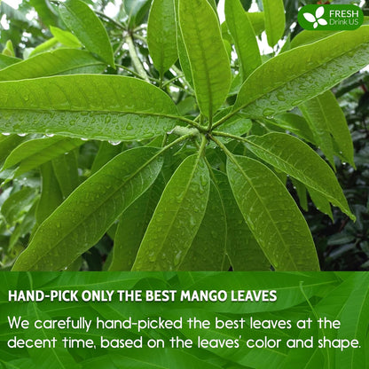 FreshDrinkUS Premium 60 Mango Leaf Tea Bags, 100% Natural & Pure. Loose Leaf Herbal Tea. No Sugar, No Caffeine, No Gluten, Vegan