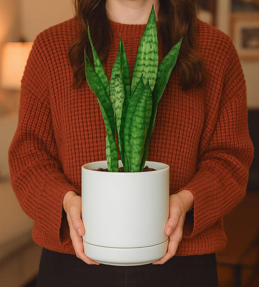 D'vine Dev 4.7 Inch & 6.5 Inch Ceramic Planter Pots for Plants with Drainage Hole and Saucer, Small Plant Pots Set, White, 94-G-S-1