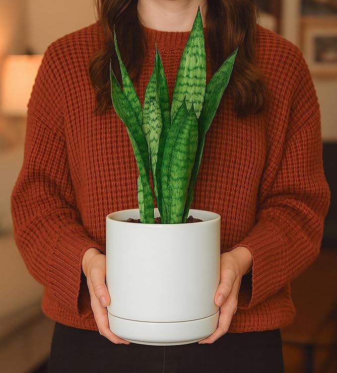 D'vine Dev Set of 2 Plants Pots, 6.5 Inch Ceramic Planter Pot for Plants with Drainage Hole and Saucer, White, 94-V-C-1