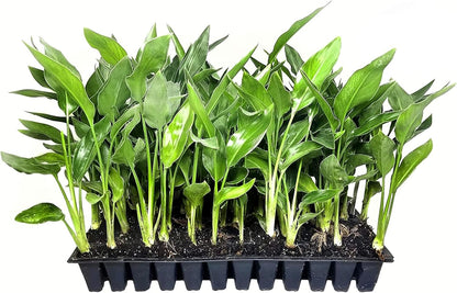 Orange Bird of Paradise | Strelitzia Reginae | 20 Live Plants | Tropical Perennial Blooming Specimen