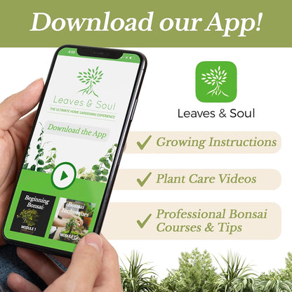 Professional Money Tree Soil | Large 2.2 Quarts Ready to Use for Money Tree Plants | Peat Moss, Coco Coir, Perlite, Dolomite | Made in USA