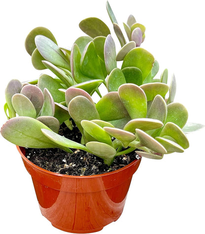 Live Succulent, 4" Senecio Jacobsenii Trailing Jade, Succulents Plants Live, Succulent Plants Fully Rooted, House Plant for Home Office Decoration, DIY Projects, Party Favor Gift By The Succulent Cult