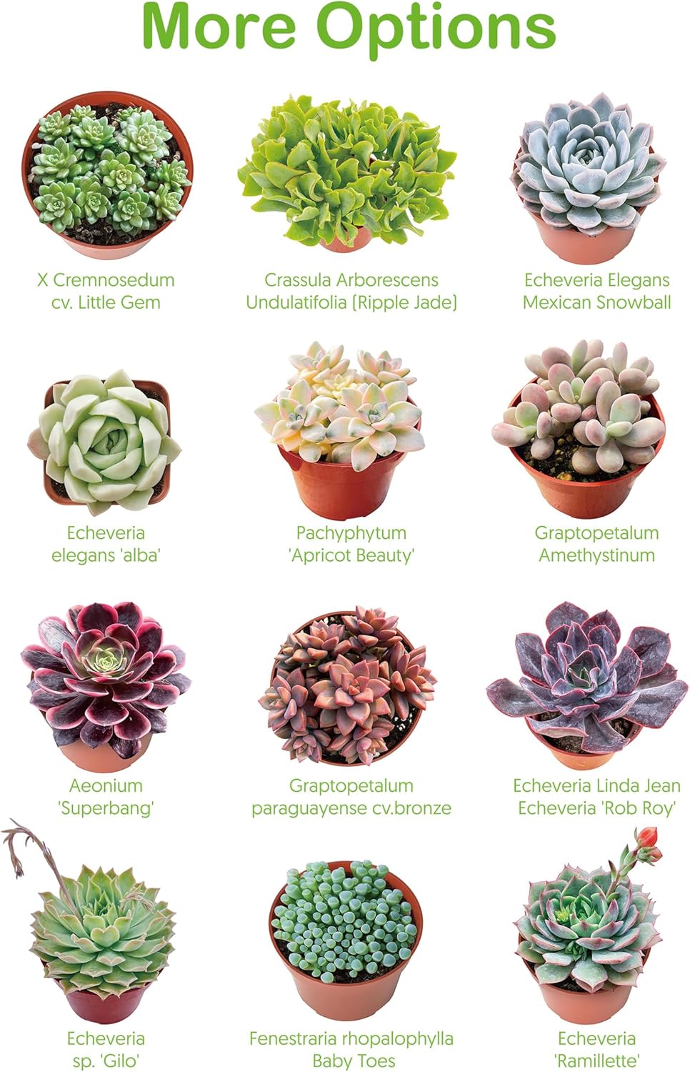 4-inch Succulent Echeveria 'Biante', Live Succulents Plants Fully Rooted in Pots with Soil, Easy-Care House Plants for DIY, Home Office Decoration