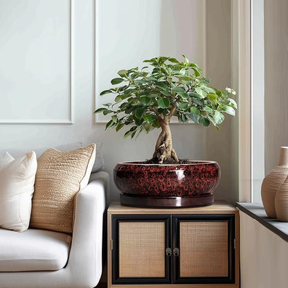 Bonsai Pots with Drainage Hole - 13 Inch Ceramic Succulent Pots, Large Succulent Planter with Saucer, Shallow Planter Indoor Outdoor, Round Planter Bowl, Apartment Decor, Garden Gifts, Red