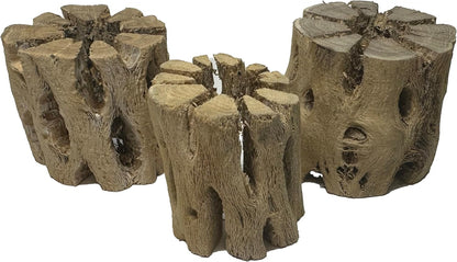 3 Natural Cholla Wood Air Plant Display Holders 2 inch Individually Unique Round Decorative Stands