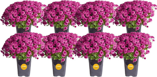 Costa Farms Live Plants – Fall Mums 8-Pack (Purple) in Grower Pots | 1 Qt. Seasonal Houseplants & Outdoor Flowers for Porch, Patio, or Garden | Ships in Bud Form for Longer Bloom
