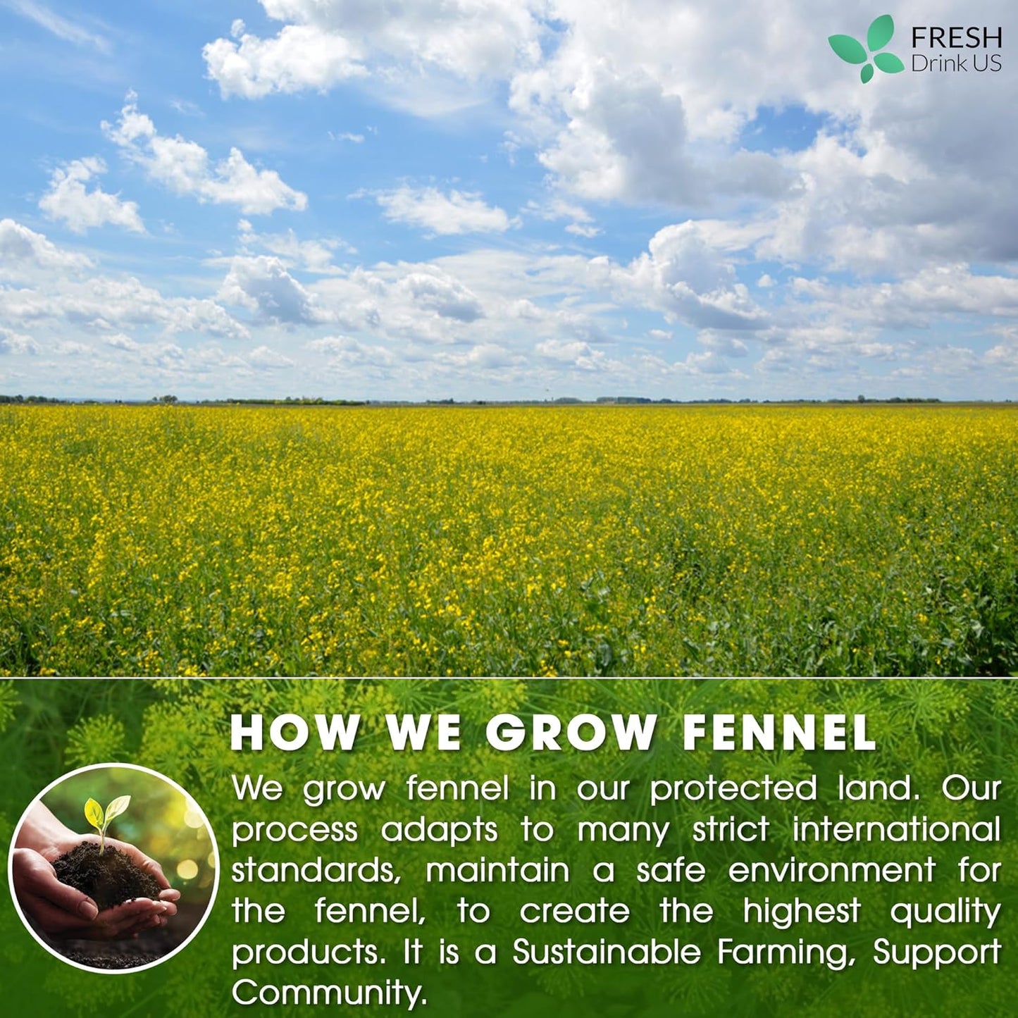 FreshDrinkUS, Premium 135 Fennel Tea Bags, 100% Natural & Pure from Fennel Seeds. Fennel Seed Herbal Tea. Fennel Seed Tea. Made with Natural Material Tea Bags. No Sugar, No Caffeine, No Gluten, Vegan.