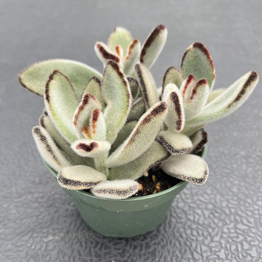 Sprout N Green Kalanchoe Tomentosa Daruma, Live Cactus Plant Fully Rooted in 4" Pots with Soil Mix, Houseplant for Indoor Outdoor Home Office Decor