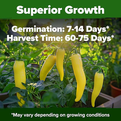 HOME GROWN 𝗨𝗦𝗔 𝗣𝗥𝗘𝗠𝗜𝗨𝗠 Banana Pepper Seeds Pack – 94 𝗡𝗢𝗡-𝗚𝗠𝗢 Heirloom Vegetable Seeds – High Germination Sweet Peppers for Planting Indoors or Outdoor Garden (Capsicum annuum) (1pack)
