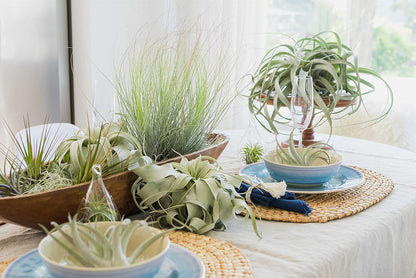 12 Pack of Classic Air Plants Variety - Live Succulent House Plants - Available in Wholesale and Bulk - Home and Garden Decor - Easy Care Indoor/Outdoor Air Plant