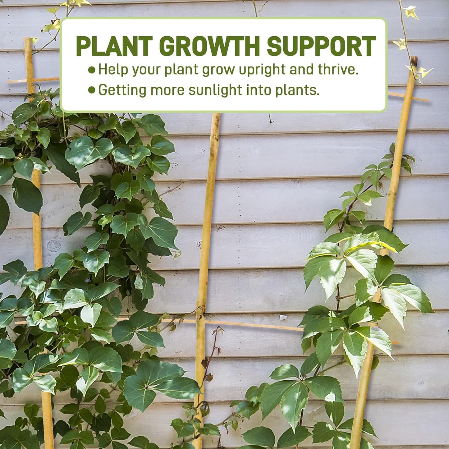 Avalution 10 Pack Bamboo Trellis for Climbing Plants, 2 FT Garden Ladder Trellis for Potted Plants Indoor, Fan-Shaped Small Plant Support Trellis for Houseplants Ivy Hoya Vine Monstera