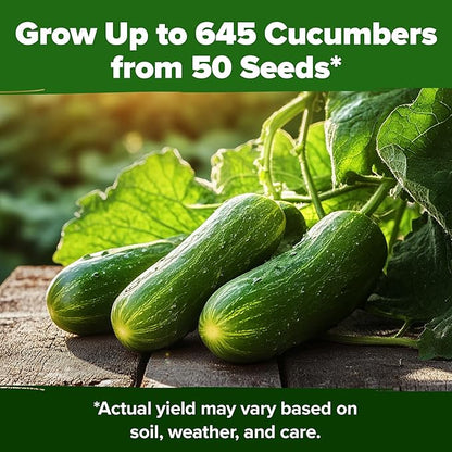 HOME GROWN 𝗨𝗦𝗔 𝗣𝗥𝗘𝗠𝗜𝗨𝗠 Persian Cucumber Seeds – 50+ Heirloom Non-GMO, High-Yielding Beit Alpha Variety | Fast Growing, Sweet Tender Skin, Home Vegetable Garden Seeds (Cucumis sativus)