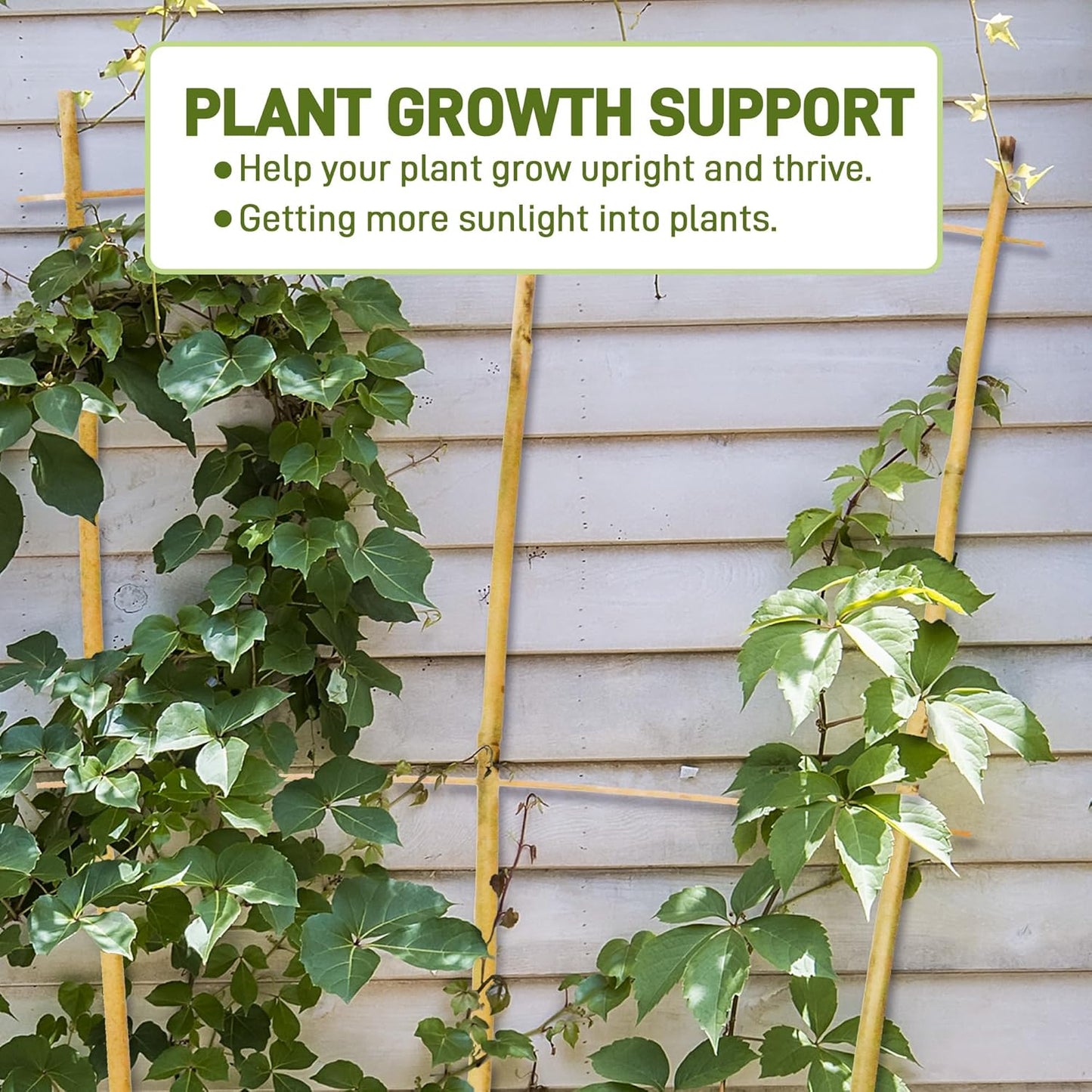 Avalution 10 Pack Bamboo Trellis for Climbing Plants, 4 FT Garden Ladder Trellis for Potted Plants Indoor, Fan-Shaped Small Plant Support Trellis for Houseplants Ivy Hoya Vine Monstera