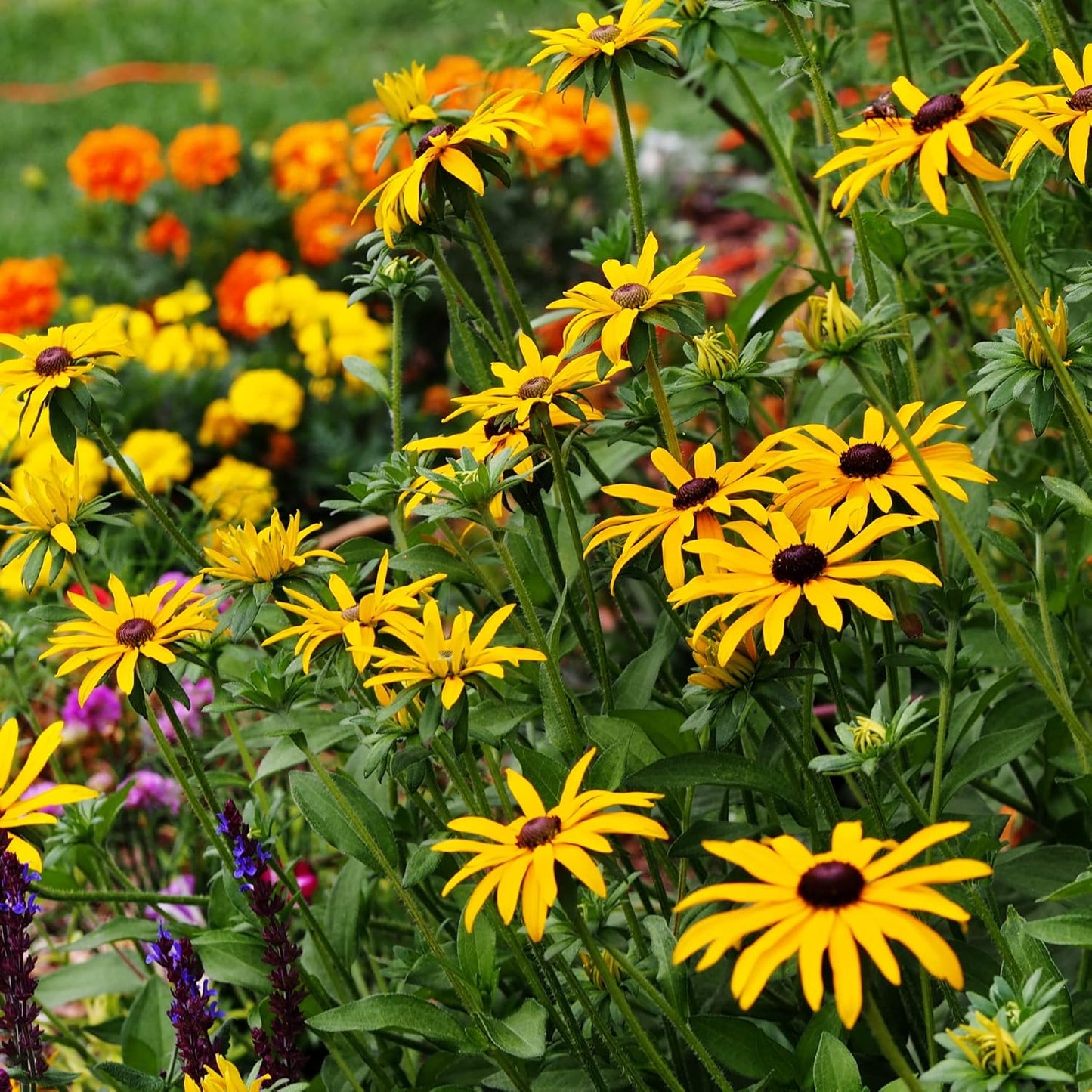 All Annual Wildflower Seeds Mix – 1 lb, 16,000+ Seeds – 21 Flower Varieties Including Poppy, Indian Blanket, Flax – Attracts Pollinators – Bulk Wildflower Seed for Planting