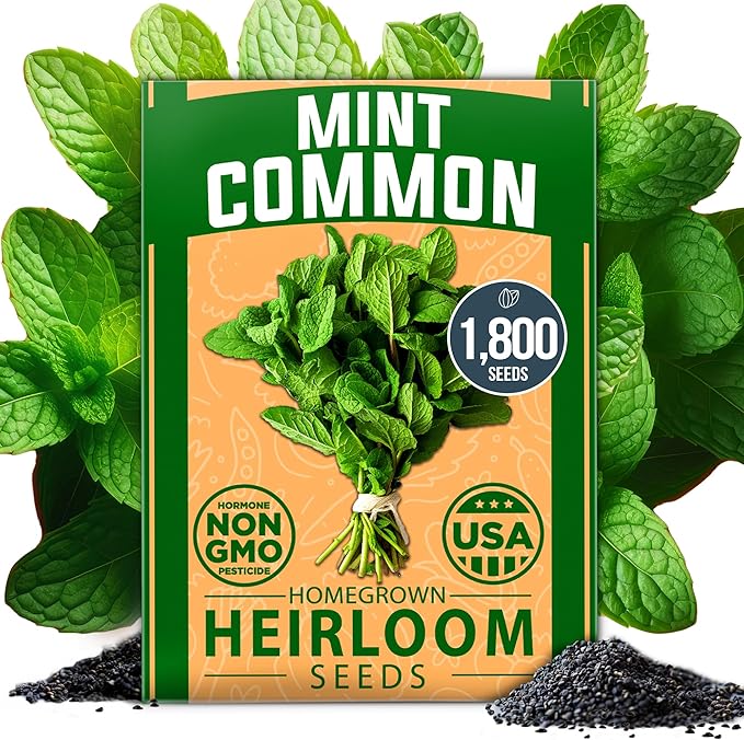 HOME GROWN 𝗨𝗦𝗔 𝗣𝗥𝗘𝗠𝗜𝗨𝗠 Common Mint Seeds (Bulk Pack) 1,800 𝗡𝗢𝗡-𝗚𝗠𝗢 Heirloom Herb Seeds, USA Sourced | Ideal for Planting Outdoors or Indoors for a Fresh Mint Tea Garden (Mentha spp)