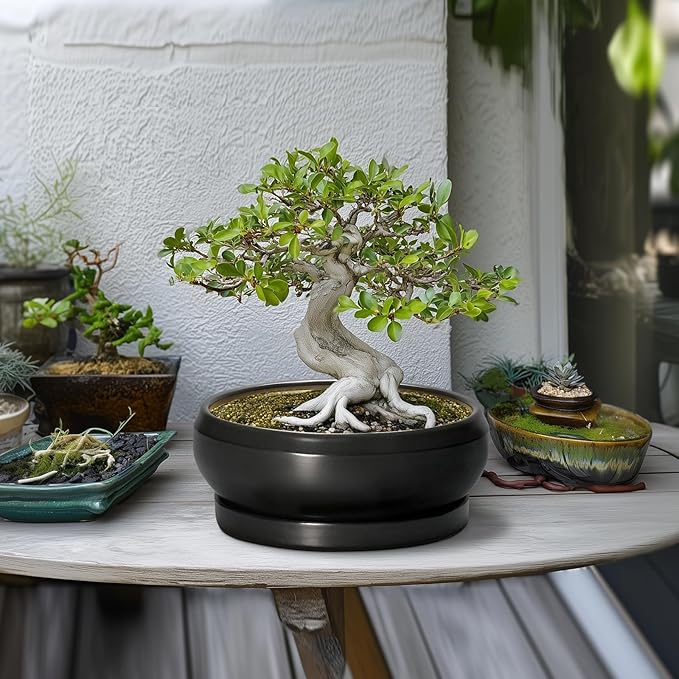 Bonsai Pots 10 Inch - Ceramic Succulent Planters Indoor Outdoor, Bonsai Pots with Drainage Hole and Tray, Modern Shallow Planter, Round Bowl Planter, Garden Decor, Garden Gift, Black