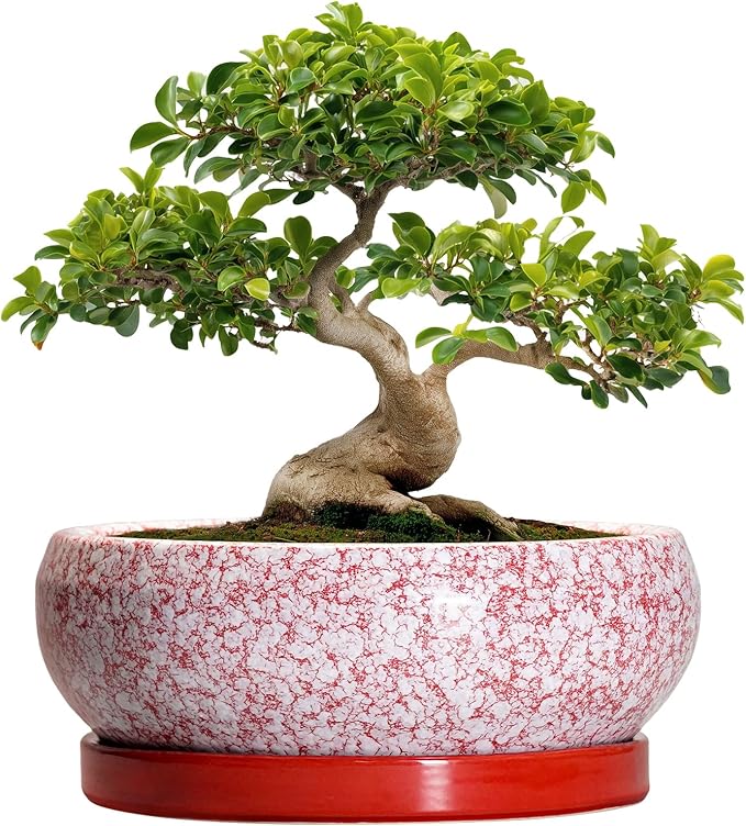 Bonsai Tree Pots 13 Inch - Ceramic Bonsai Pots with Drainage Hole and Tray, Large Succulent Planters Indoor, Round Bowl Planter Outdoor, Shallow Planter, Garden Decor, Plant Lover Gifts, Red