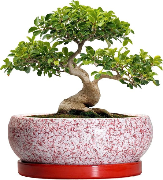 Bonsai Tree Pots 13 Inch - Ceramic Bonsai Pots with Drainage Hole and Tray, Large Succulent Planters Indoor, Round Bowl Planter Outdoor, Shallow Planter, Garden Decor, Plant Lover Gifts, Red
