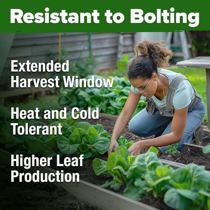 HOME GROWN 𝗨𝗦𝗔 𝗣𝗥𝗘𝗠𝗜𝗨𝗠 Parris Island Romaine Lettuce 3,500+ High Germination Heirloom 𝗡𝗢𝗡-𝗚𝗠𝗢 Lettuce for Planting Crisp Heads for Garden & Hydroponics, Indoor Outdoor (Lactuca Sativa)