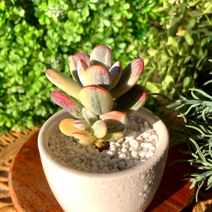 FWPP Live Succulents Plants Cotyledon Orbiculata cv. Variegated 2.5 inches,Rare Succulents Bare Root Without Pot Soil, Live Plants Indoor Office Decoration Wedding and Gift