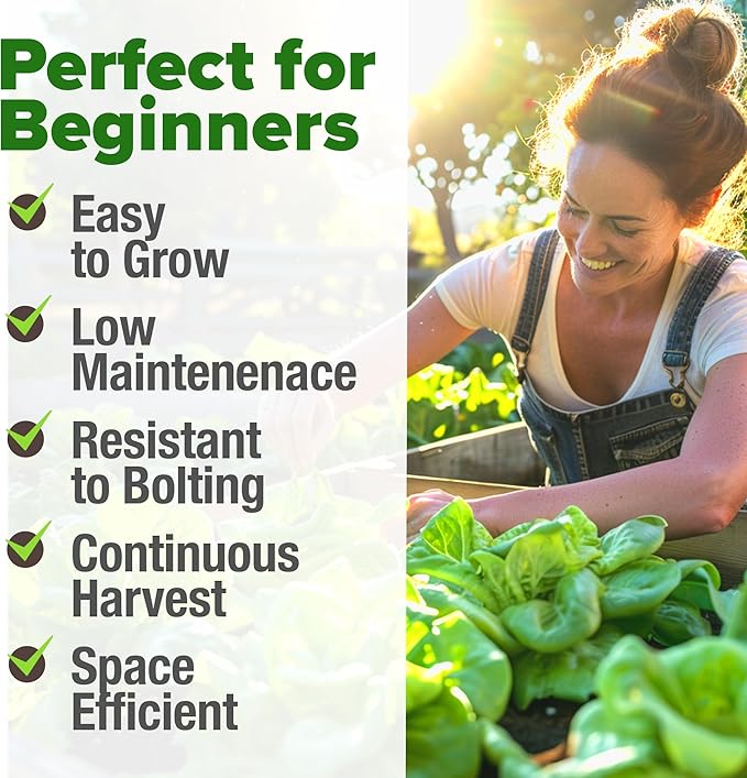 HOME GROWN 𝗨𝗦𝗔 𝗣𝗥𝗘𝗠𝗜𝗨𝗠 Buttercrunch Lettuce Seeds Bulk Pack - 1975 Heirloom 𝗡𝗢𝗡-𝗚𝗠𝗢 Seeds for Hydroponic Garden Indoor Outdoor - Butter Lettuce Vegetable for Planting (Lactuca Sativa)