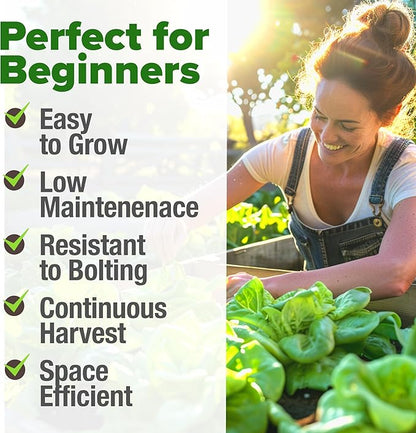 HOME GROWN 𝗨𝗦𝗔 𝗣𝗥𝗘𝗠𝗜𝗨𝗠 Buttercrunch Lettuce Seeds Bulk Pack - 1975 Heirloom 𝗡𝗢𝗡-𝗚𝗠𝗢 Seeds for Hydroponic Garden Indoor Outdoor - Butter Lettuce Vegetable for Planting (Lactuca Sativa)