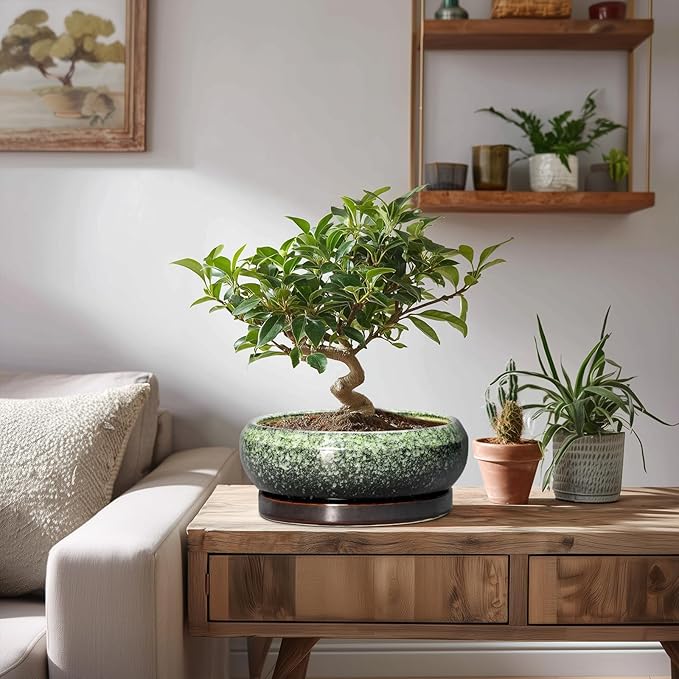 Bonsai Pots 8 Inch - Ceramic Succulent Pots with Drainage Hole and Saucer, Shallow Plant Pot for Indoor Outdoor, Bonsai Tree Pots, Round Planter Bowl, Home Decor, Gift for Plant Lover, Green