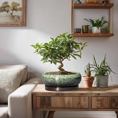 Bonsai Pots 8 Inch - Ceramic Succulent Pots with Drainage Hole and Saucer, Shallow Plant Pot for Indoor Outdoor, Bonsai Tree Pots, Round Planter Bowl, Home Decor, Gift for Plant Lover, Green