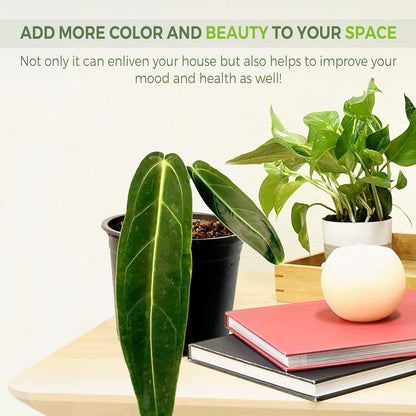 LEAL PLANTS ECUADOR Anthurium Warocqueanum (Pack of 2)| Green Live Plant for Indoors |Rare and Exotic Indoor Plants for Living Room | Queen Anthuriums House Plants | Warocqueanum Heart Plant