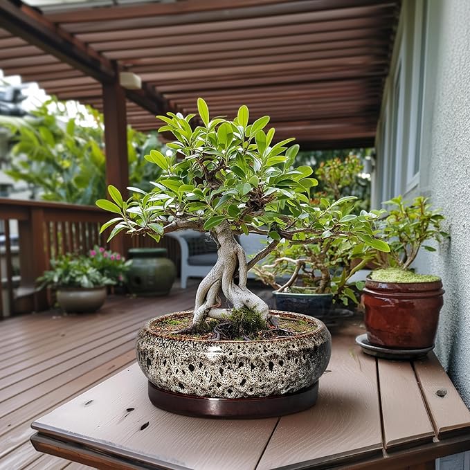 Bonsai Planter 13 Inch - Large Ceramic Succulent Planters, Shallow Plant Pot Indoor with Drainage Hole and Tray, Bonsai Pot, Round Bowl Planter Outdoor, House Decor, Housewarming Gift, White