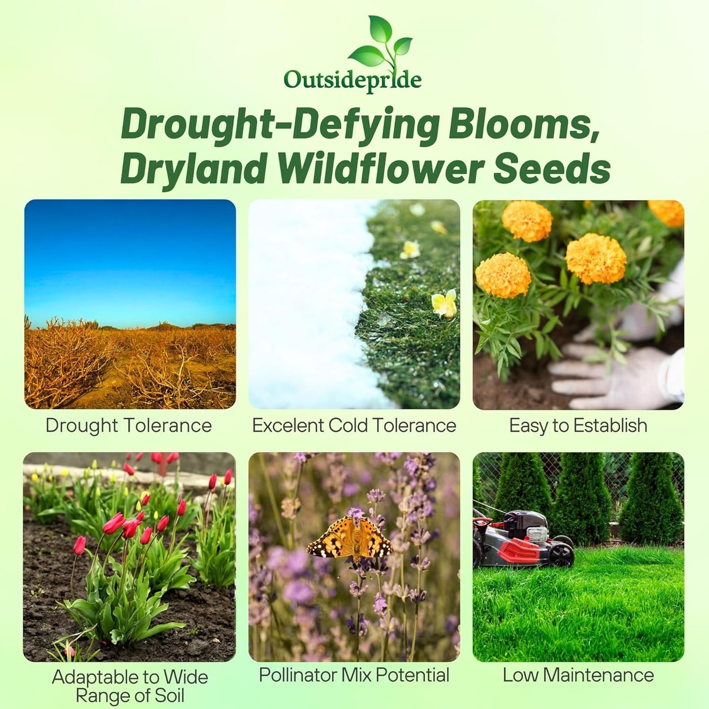 Outsidepride Dryland Wildflower Seed Mix - 1/4 lb. Colorful Blend of Drought Tolerant, Annual and Perennial Wildflower Seeds for Attracting Pollinators in Arid States & Xeriscapes