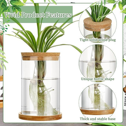 Maxcheck 3 Pcs 3 Sizes Plant Propagation Station Separated Glass Plant Terrarium Water Hydroponic Planter Holder with Lid and Wooden Stand Propagation Vase Pot for Home Indoor Office(Common Sizes)