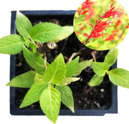Organic Pineapple Sage Plant (Salvia elegans) in 2.5 inch Pot - Attracts Butterflies and Hummingbirds