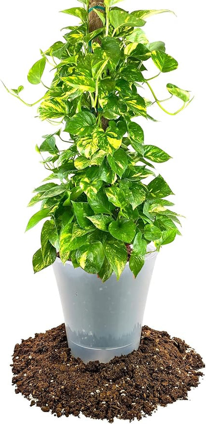 GARDENERA Premium Pothos Potting Soil Mix - Air Cleaning Plant Potting Mix, Soil Mix for Pothos, Parlor Palm, Peace Lily - (1 Quart Bag)