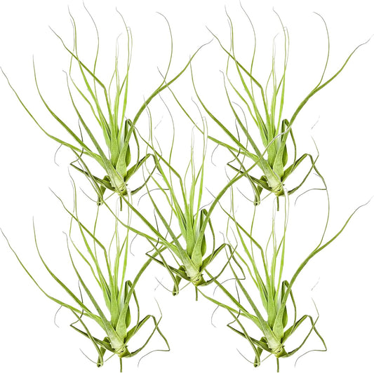 Air Plants - Tillandsia Straminea Jumbo 6-9" - 5ct - Live Arrival Guaranteed - House Plants for Home Decor & Gift