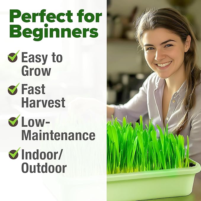 HOME GROWN 12,000+ Wheatgrass Seeds Bulk Pack(1.5 lb) 𝗡𝗢𝗡-𝗚𝗠𝗢 𝗨𝗦𝗔 Hard Red Winter Wheatgrass – Heirloom, Sprouting for Juicing, Microgreens, Smoothies & Indoor Gardening(Triticum aestivum)