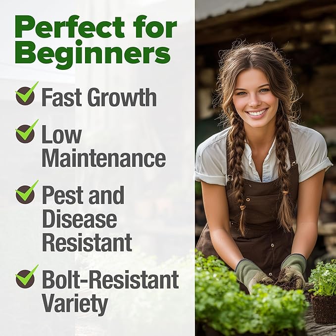 HOME GROWN 𝗨𝗦𝗔 𝗣𝗥𝗘𝗠𝗜𝗨𝗠 500+ Cilantro Seeds (Fast Growing) 𝗡𝗢𝗡-𝗚𝗠𝗢 Heirloom Coriander Seeds for Planting Indoors & Outdoors – Santo Cilantro Herb for Kitchen Garden, High Germination