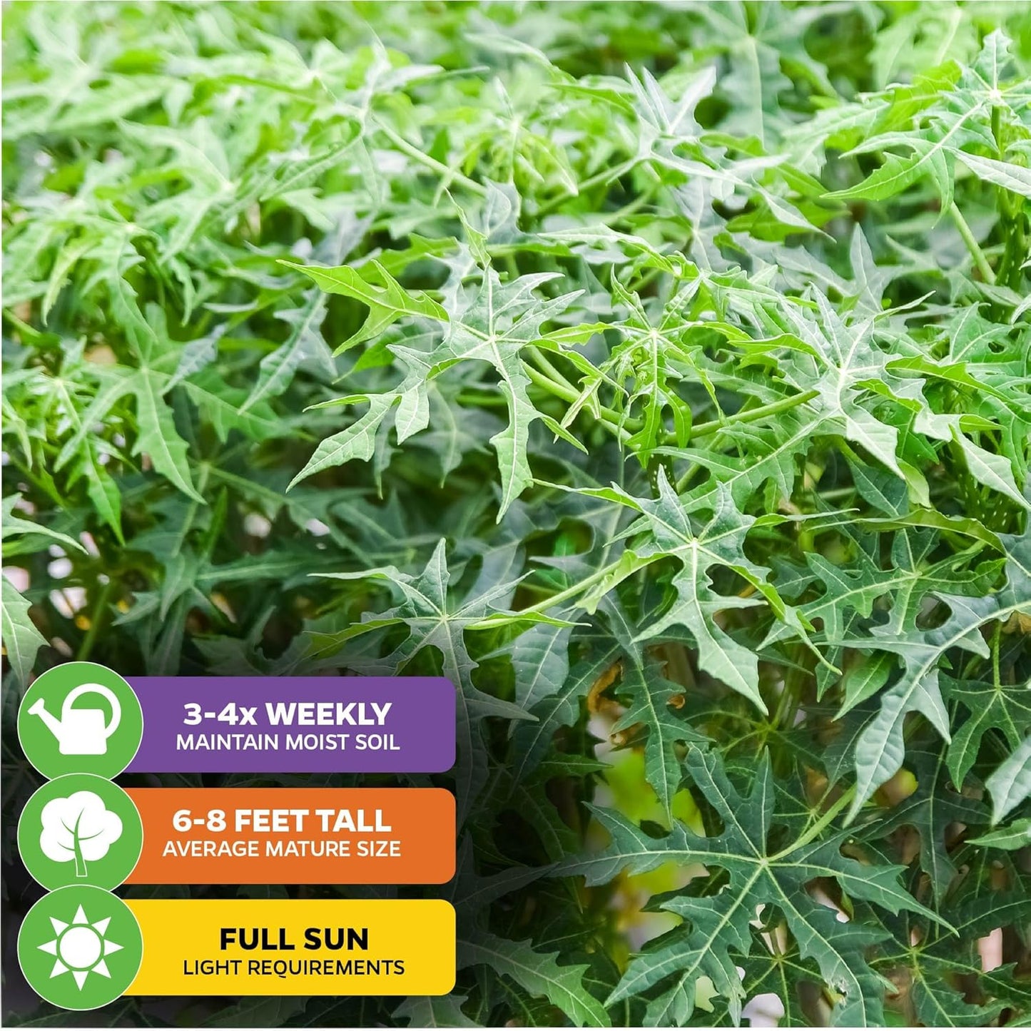 Mayan Spinach Live Plant - Cnidoscolus aconitifolius - Wellspring Gardens Salad Tree Starter Plant - Live Vegetable Plant - Easy to Grow - Ideal for Outdoor & Indoor Planting