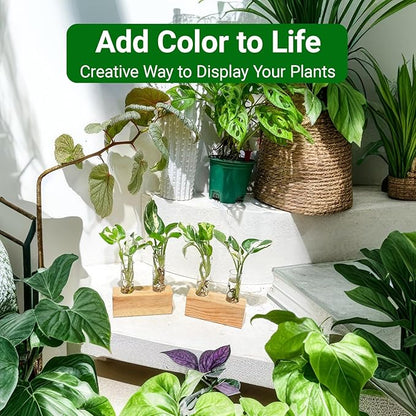 Propagation Station, Plants Terrarium, Plants Lover Gifts for Women,Plant Cutting Holder Home décor,Gifts for Women,House Warming New Home-4 Tubes-Beige