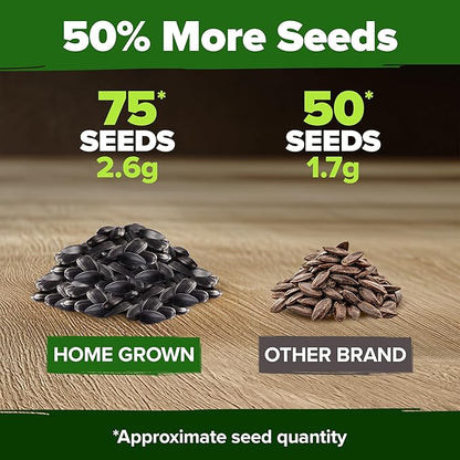 HOME GROWN Chocolate Cherry Sunflower Seeds – 75 𝗡𝗢𝗡-𝗚𝗠𝗢 𝗨𝗦𝗔 Heirloom Seeds for Planting Burgundy Sunflowers – Tall Flower for Garden, Pollinators, Butterflies (Helianthus annuus)