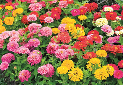 Earth Science Zinnia Wildflower Mix—6lb – 3-in-1 Seeds Plant Food & Soil Conditioner – Non-GMO Vibrant Blooming Flowers for Gardens Low Maintenance Attracts Pollinators – Covers 600 Sq Ft Eco-Friendly