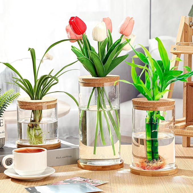 Maxcheck 3 Pcs 3 Sizes Plant Propagation Station Separated Glass Plant Terrarium Water Hydroponic Planter Holder with Lid and Wooden Stand Propagation Vase Pot for Home Indoor Office(Common Sizes)