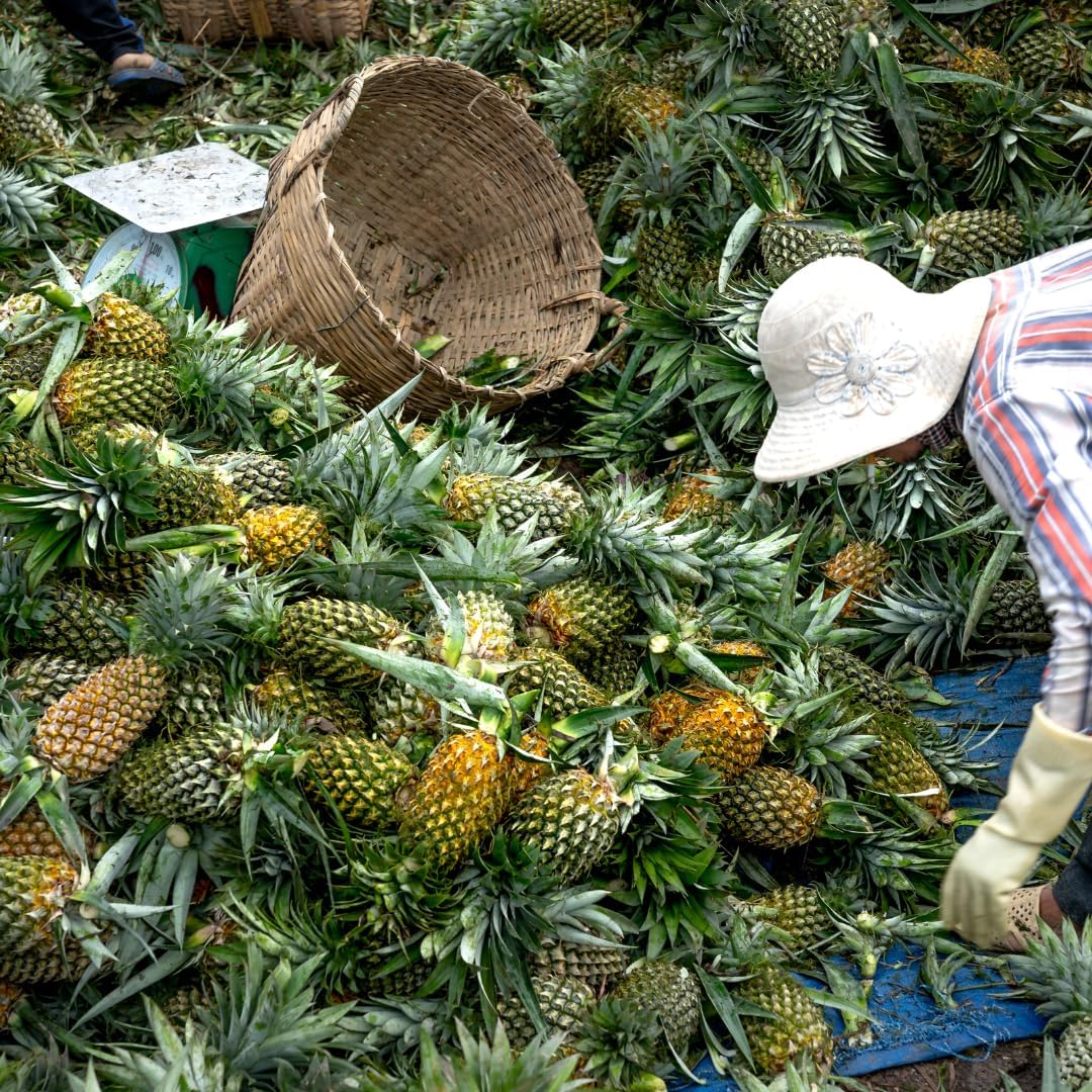 2 Sugarloaf Pineapple Plants Live Bushes Shrubs Trees for Planting Outdoor, Fragrant and Sweet Pineapple, Tropical Fruit, 5 to 7 Inces Tall, No Pot