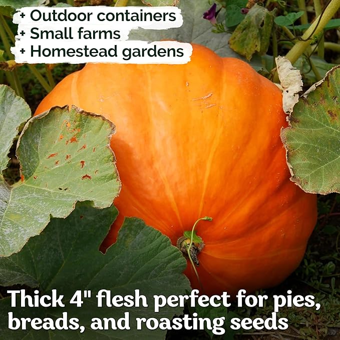 KVITER 25 Big Max Pumpkin Seeds for Planting (Cucurbita Pepo) – Giant Heirloom & Organic Pumpkin Seeds, Up to 100 lbs – Ideal Vegetable Seed Packets for Home Outdoor Garden