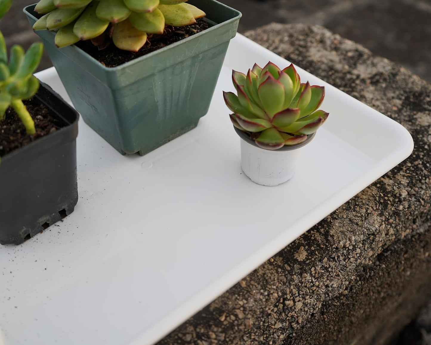 Plant Saucer Growing Trays, Seed Starter Tray, 14"x11", Heavy Sturdy Plastic Microgreens Tray, Propagation Tray Rectangular, Humidity Tray, Seedling Tray, Seed Starter Growing Tray