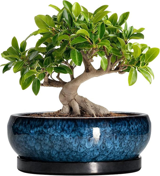 Bonsai Tree Pots 10 Inch - Ceramic Succulent Pot with Drainage Hole and Saucer, Bonsai Pots for Indoor Outdoor, Round Succulent Planter, Shallow Planter, Desk Decor, Plant Lover Gifts, Blue